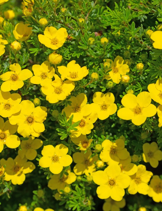 Potentilla fruticosa 'Klondike' (Vijfvingerkruid of ganzerik)