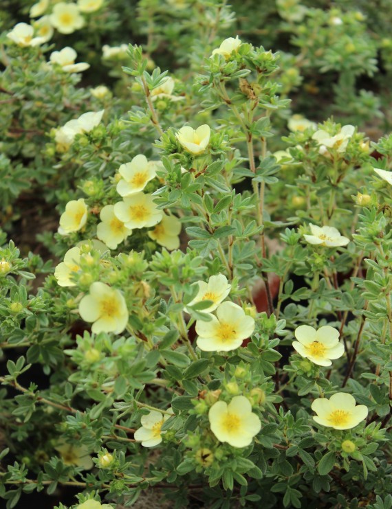 Potentilla fruticosa 'Primrose Beauty' (Vijfvingerkruid of ganzerik)