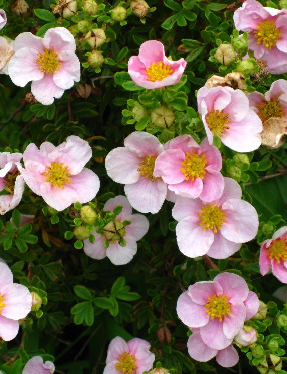 Potentilla fruticosa 'Princess'(='Blink) (Vijfvingerkruid of ganzerik)