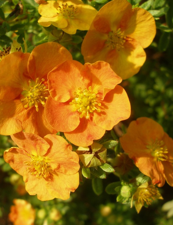 Potentilla fruticosa 'Tangerine' (Vijfvingerkruid of ganzerik)