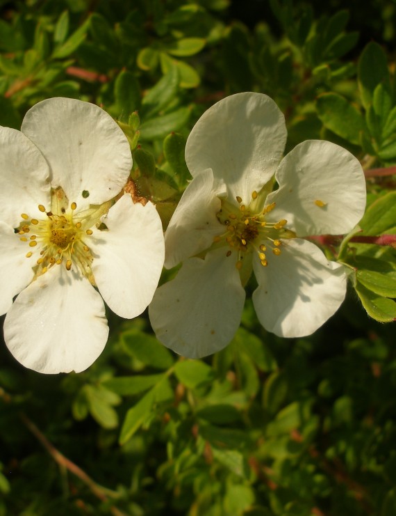 Potentilla fruticosa 'Tilford Cream' (Vijfvingerkruid of ganzerik)