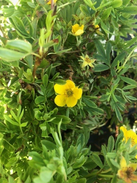 Potentilla fruticosa 'Goldfinger' (vijfvingerkruid of ganzerik)