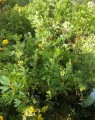 Potentilla fruticosa 'Goldfinger' (vijfvingerkruid of ganzerik)