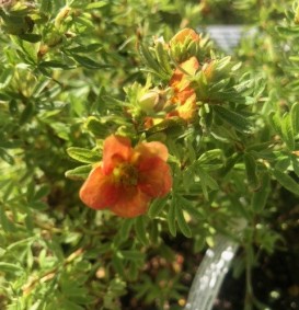Potentilla fruticosa 'Red Ace' (Vijfvingerkruid of ganzerik)