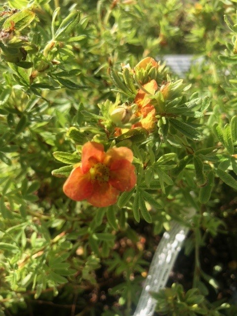 Potentilla fruticosa 'Red Ace' (Vijfvingerkruid of ganzerik)
