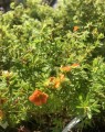 Potentilla fruticosa 'Red Ace' (Vijfvingerkruid of ganzerik)