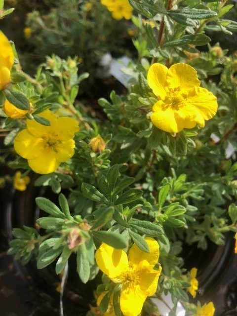 Potentilla fruticosa 'Sommerflor' (Vijfvingerkruid of ganzerik)
