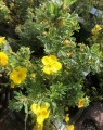 Potentilla fruticosa 'Sommerflor' (Vijfvingerkruid of ganzerik)