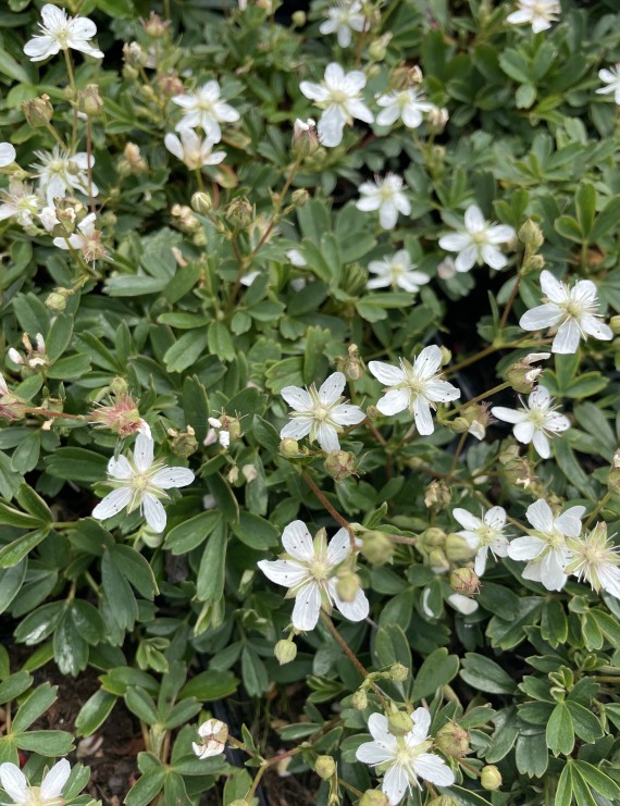 Potentilla tridentata 'Nuuk' (Vijfvingerkruid of ganzerik)