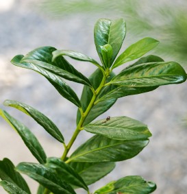 Prunus laurocerasus 'Caucasica' (Kaukasische laurierkers)
