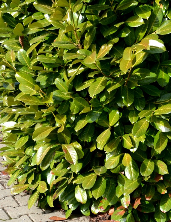 Prunus laurocerasus 'Novita' (Gewone laurierkers)