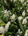 Prunus laurocerasus 'Otto Luycken'