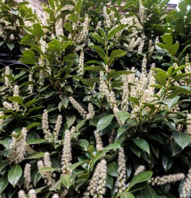 Prunus laurocerasus 'Reynvaanii' (Laurierkers)