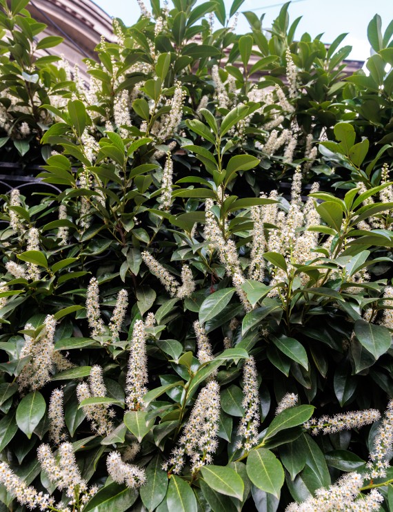 Prunus laurocerasus 'Reynvaanii' (Laurierkers)