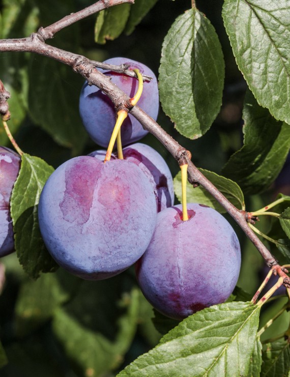 Pruim 'Altesse Double de Liege'  (Kwets)  (Prunus domestica)