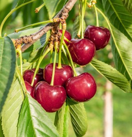 Kers 'Franse Vroege' (= Early Rivers) (Prunus avium hybride)