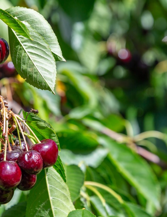 Kers 'Hedelfinger Riesenkirsche'  (Prunus avium hybride)