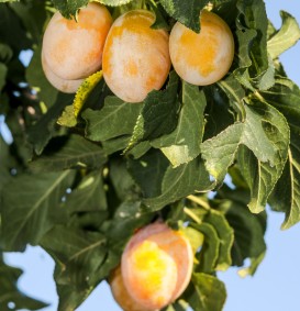Pruim 'Mirabelle de Nancy'  (Prunus domestica)