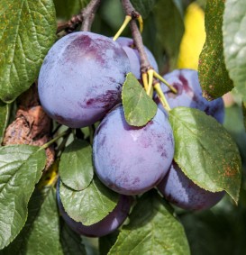 Pruim 'Monarch'  (Prunus domestica)