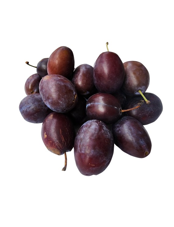 Pruim 'Monsieur Hatif' (Prunus domestica)