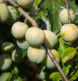 Pruim 'Reine Claude Crottee' (Prunus domestica)
