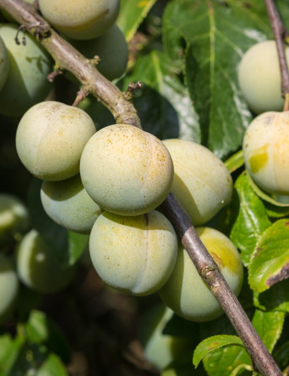 Pruim 'Reine Claude Crottee' (Prunus domestica)