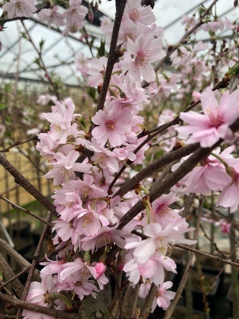 Prunus subhirtella 'Autumnalis Rosea' (sierkers)