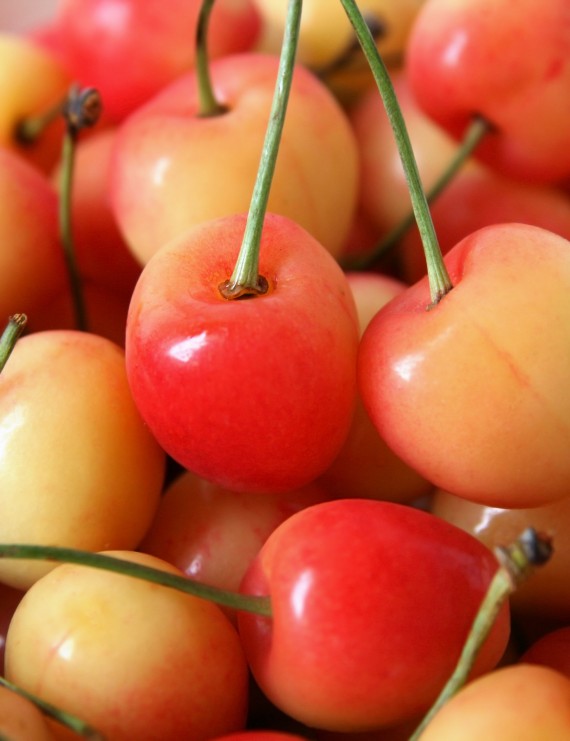 Kers 'Bigareau Napoleon' - (Wittebuik)  (Prunus avium hybride)