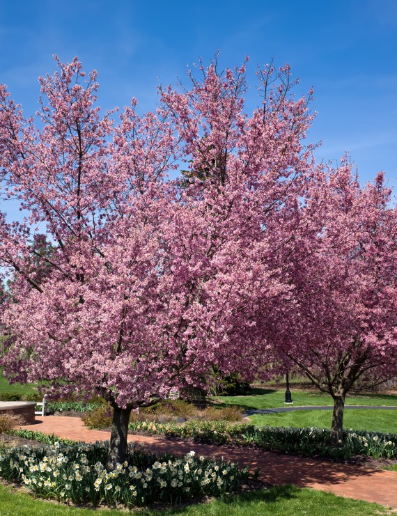 Prunus ceracifera 'Nigra'(=pissardi) (Rode kerspruim)