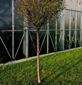 Prunus eminens 'Umbraculifera' (Bolprunus of steppekers)