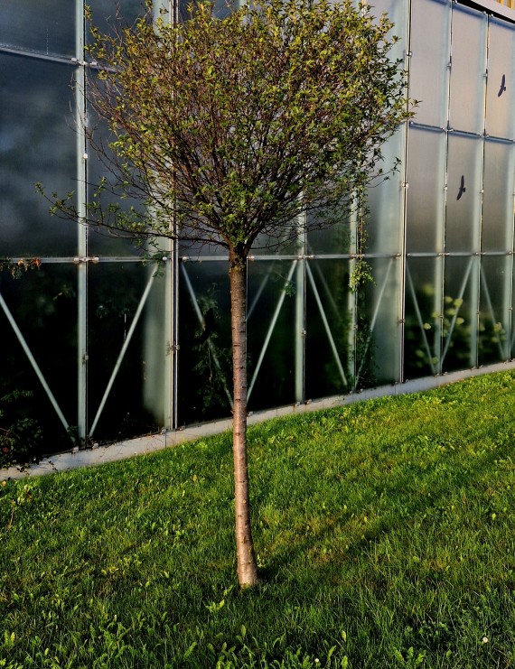 Prunus eminens 'Umbraculifera' (Bolprunus of steppekers)