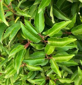 Prunus lusitanica 'angustifolia' (Portugese laurier)