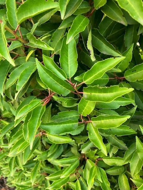 Prunus lusitanica 'angustifolia' (Portugese laurier)