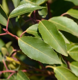 Prunus lusitanica (Portugese laurier)