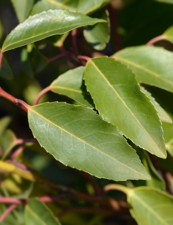 Prunus lusitanica (Portugese laurier)