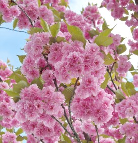 Prunus serrulata 'Kanzan' (= Hisakura)  (Japanse kerselaar)