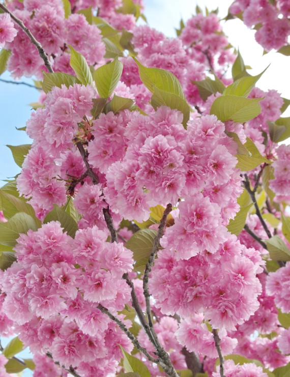 Prunus serrulata 'Kanzan' (=Hisakura) (Japanse sierkers)