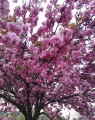 Prunus serrulata 'Kanzan' (=Hisakura) (Japanse sierkers)