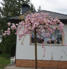 Prunus serrulata 'Kiku-shidare-zakura' (Japanse treursierkers)