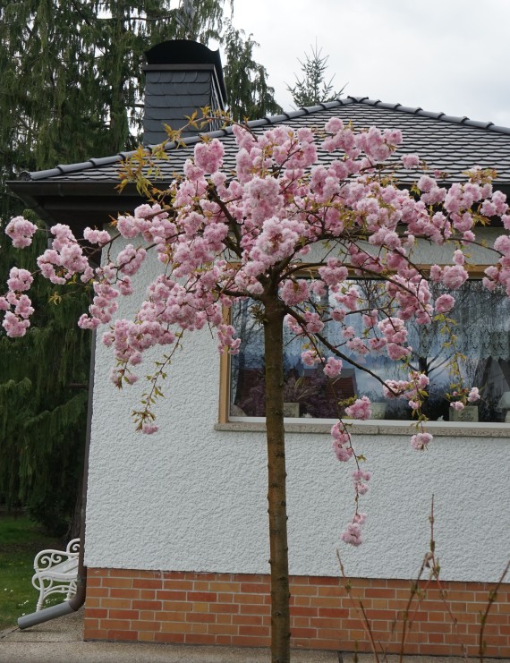 Prunus serrulata 'Kiku-shidare-zakura' (Japanse treursierkers)