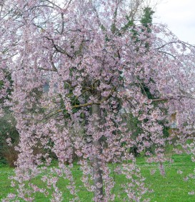 Prunus (subhirtella) 'Pendula' (Treursierkers)