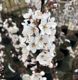 Prunus cerasifera 'Trailblazer' (Sierkers)