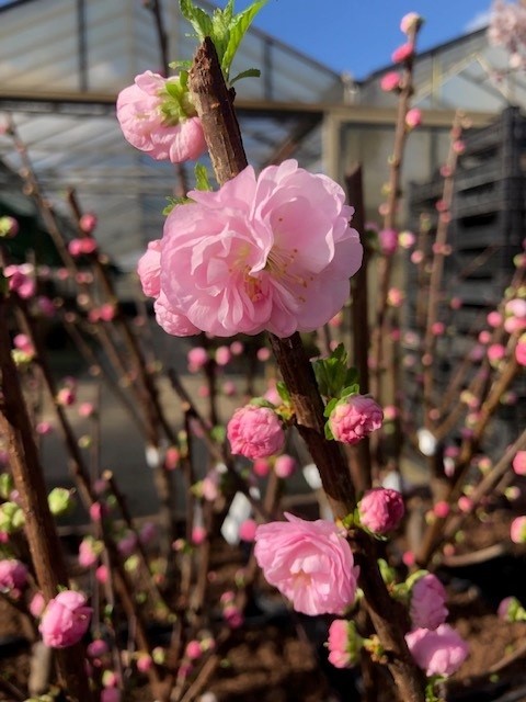 Prunus triloba (amandelboompje)