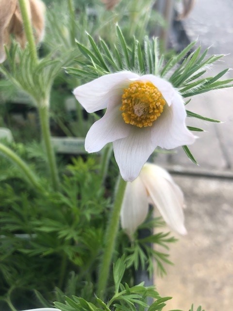 Pulsatilla vulgaris 'Alba' (Wildemanskruid)