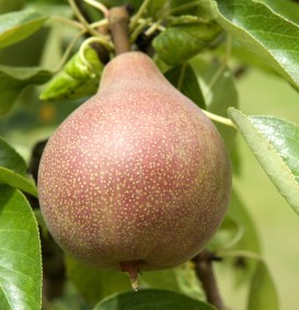 Peer 'Clapp's Favourite' (Pyrus domestica)