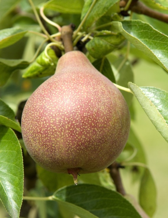 Peer 'Clapp's Favourite' (Pyrus domestica)