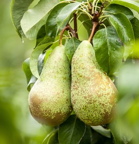 Peer 'Conference' (Pyrus domestica)