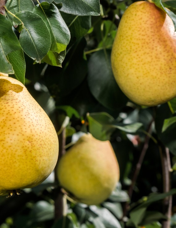 Peer 'Double Philippe' (Pyrus domestica)