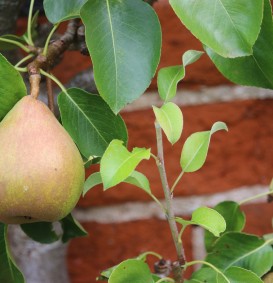 Peer 'Doyenne du Comice'  (Pyrus domestica)