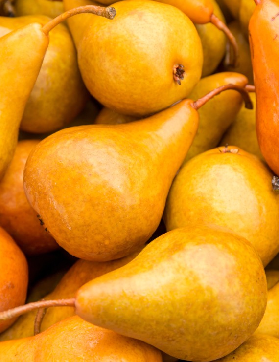 Peer 'Durandeau' (Pyrus domestica)